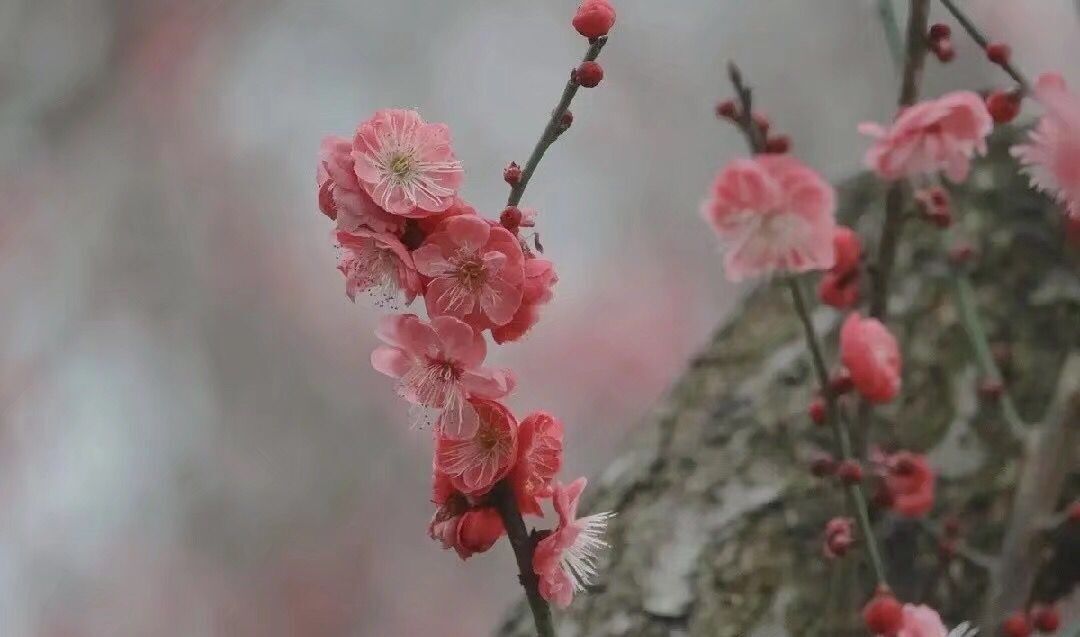 读来令人泪流满面的一首诗：城南小陌又逢春，只见梅花不见人