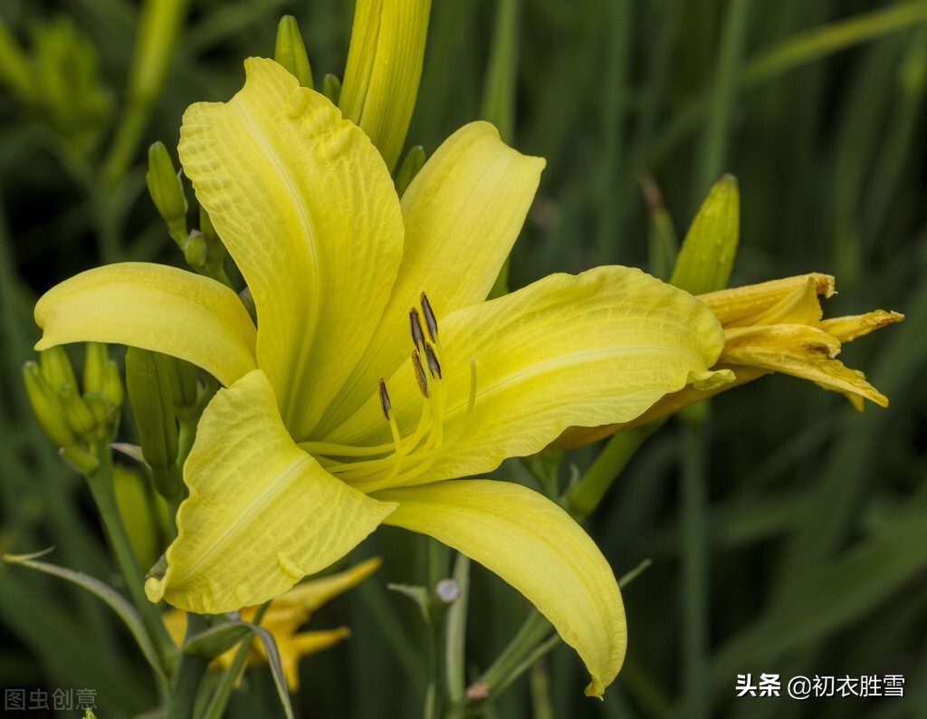 夏花萱草七首，母亲花开，灿灿萱草花，摇摇为谁吐？