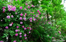 五月旖旎蔷薇6首：接夏连春秀可夸，阶底蔷薇入夏开