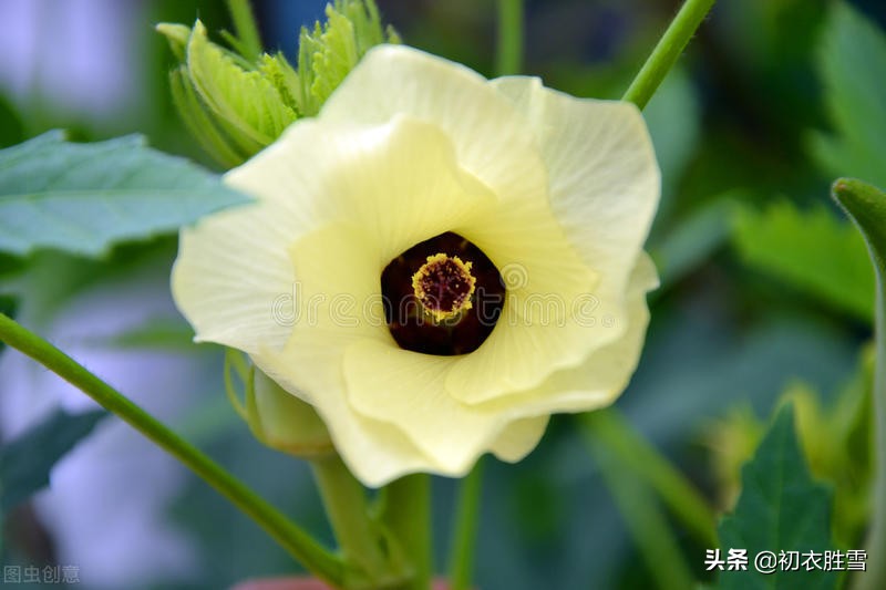 早夏花事诗词10首，楝花榴花葵花蔷薇荼蘼芍药玫瑰，你知道几种？