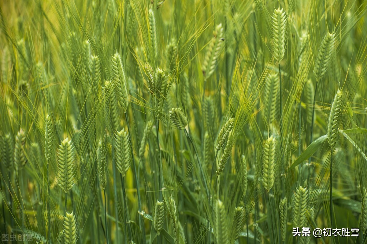 五首诗词中的初夏，樱桃熟后麦秋凉，麦秋天气似清明