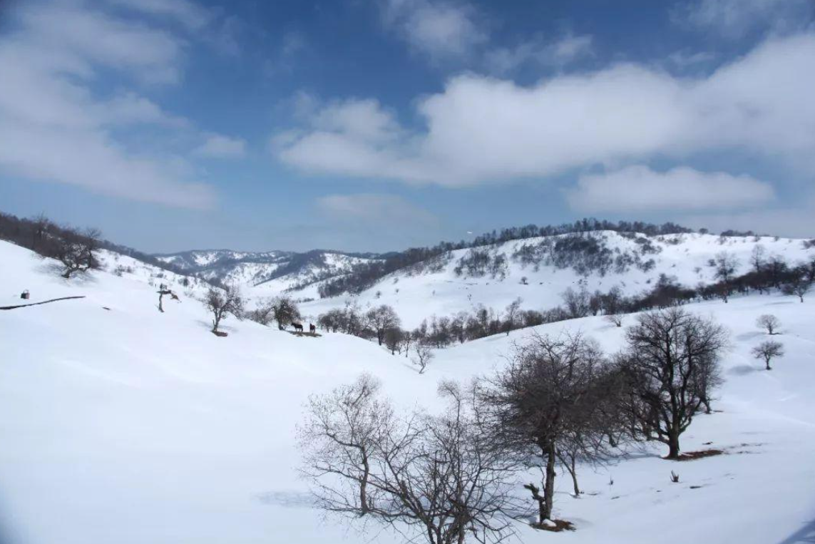 散文 | 刘梅花：大雪之后