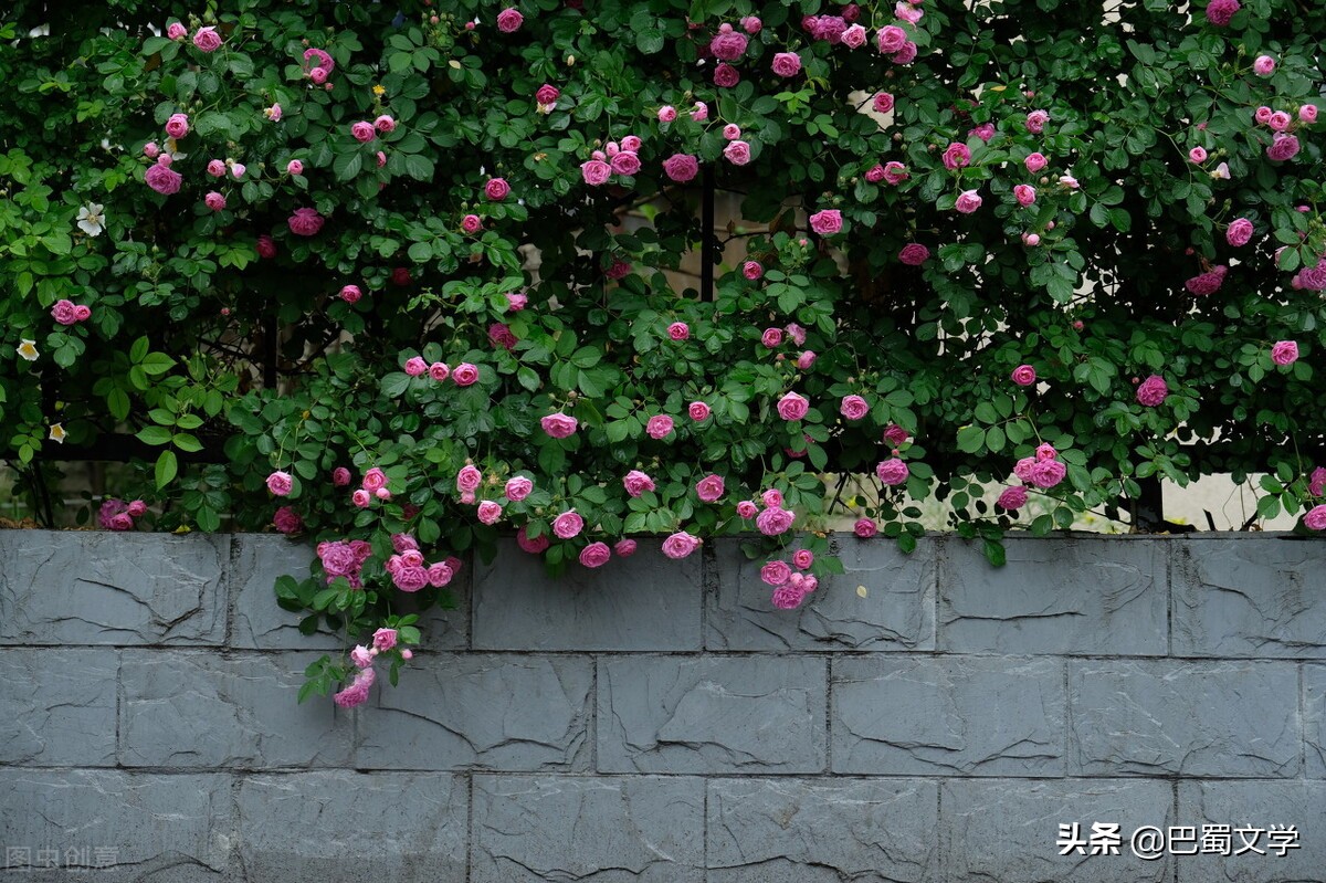 散文：时光深处的蔷薇花