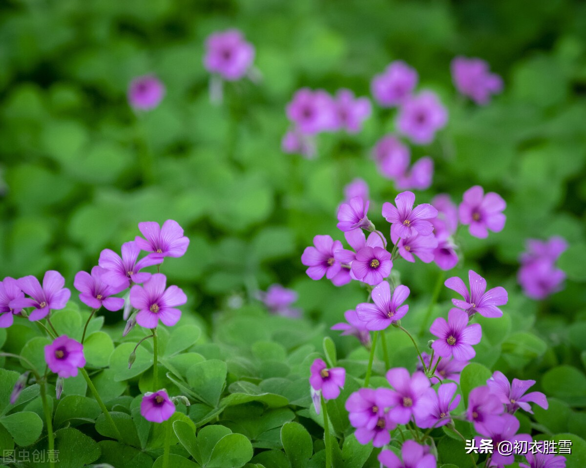 纳兰性德忧伤夏词，凄凉满地红心草，分析一下红心草是什么花？