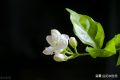 夏花茉莉美诗八首赏读：著人茉莉花如雪，茉莉心香细雨天