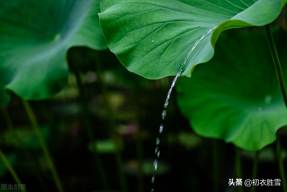 仲夏荷叶雨露七首：盈盈荷上露，满池荷叶捧真珠