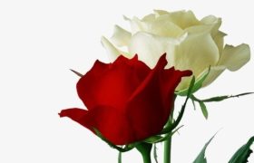 《红玫瑰与白玫瑰》：成熟的女人是好老师，振保最终自新做好人