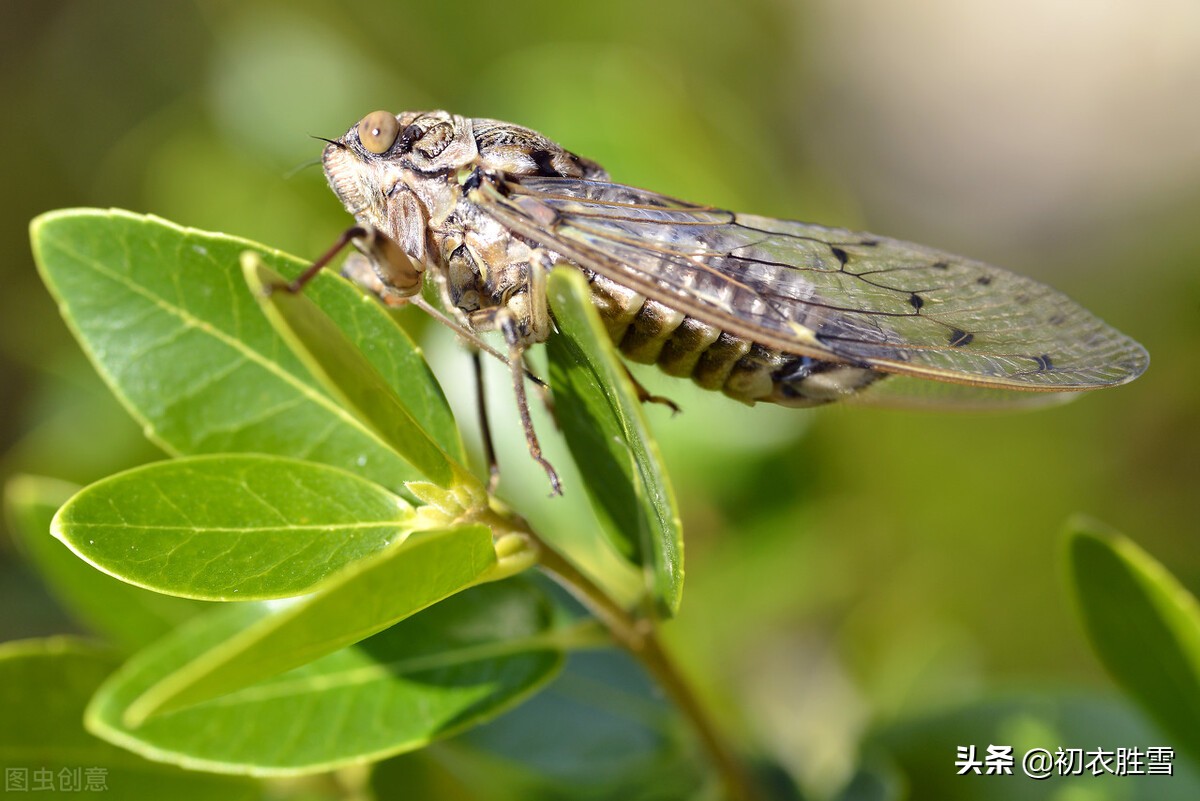 二十四节气诗之夏至五首：忽忽日北至，夏至一阴生