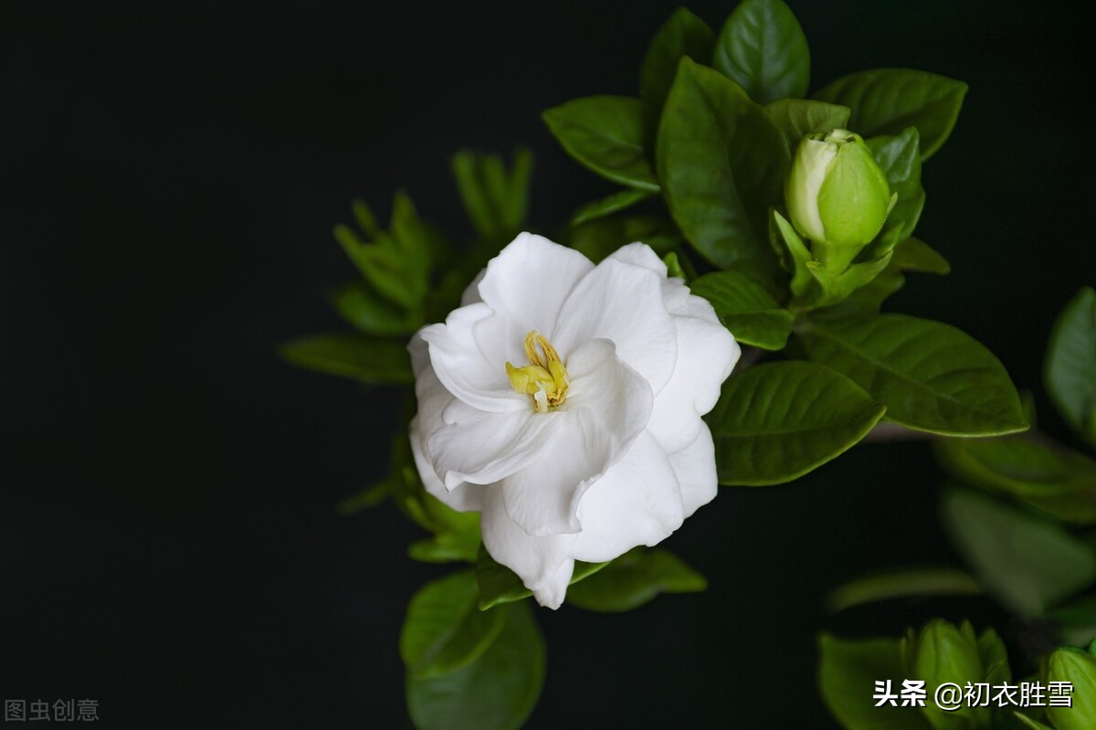 盛夏栀子花美诗六首，夏日香雪，黄梅已老未逢荷，栀子分明是雪花