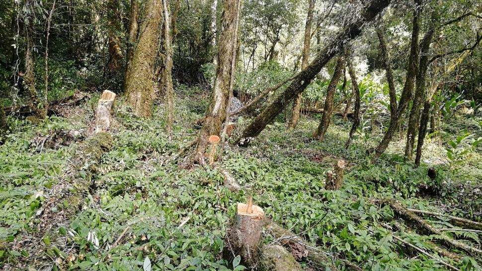 联合国发出警报！近100万生物面临灭绝，第6次生物大灭绝或已开始