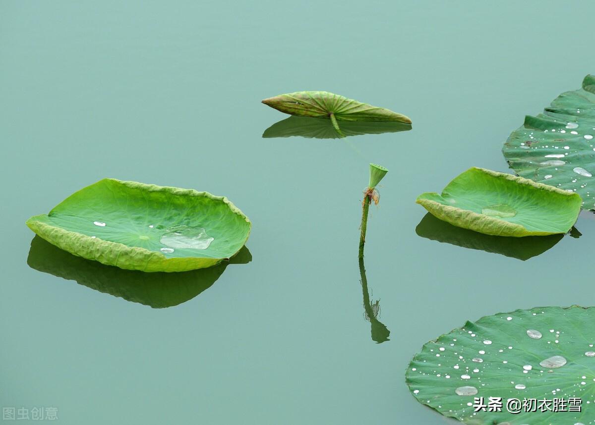 细品荷叶古诗六首，荷叶水上生，详解李商隐荷叶生时春恨生的含义