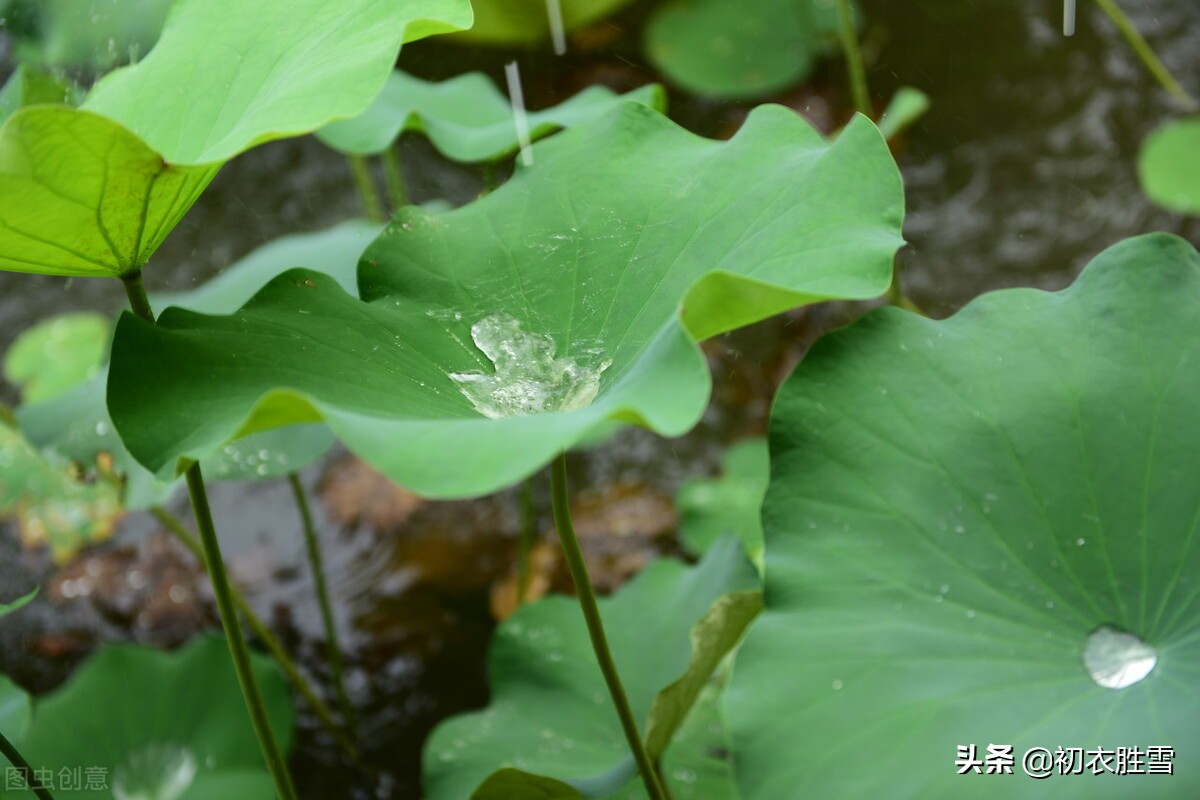 细品荷叶古诗六首，荷叶水上生，详解李商隐荷叶生时春恨生的含义