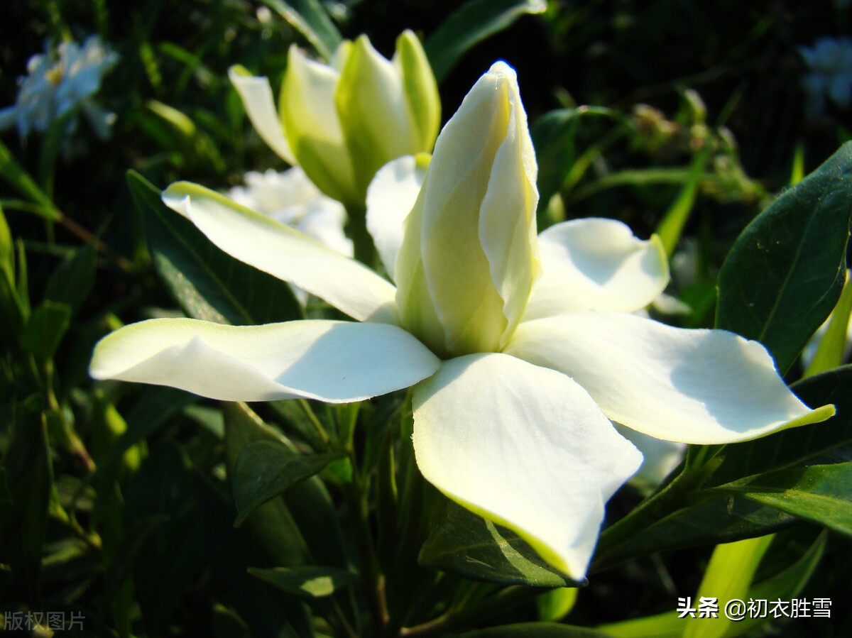 夏花栀子古诗六首，曾被误认为是外国传进来的栀子花，有何奇特？