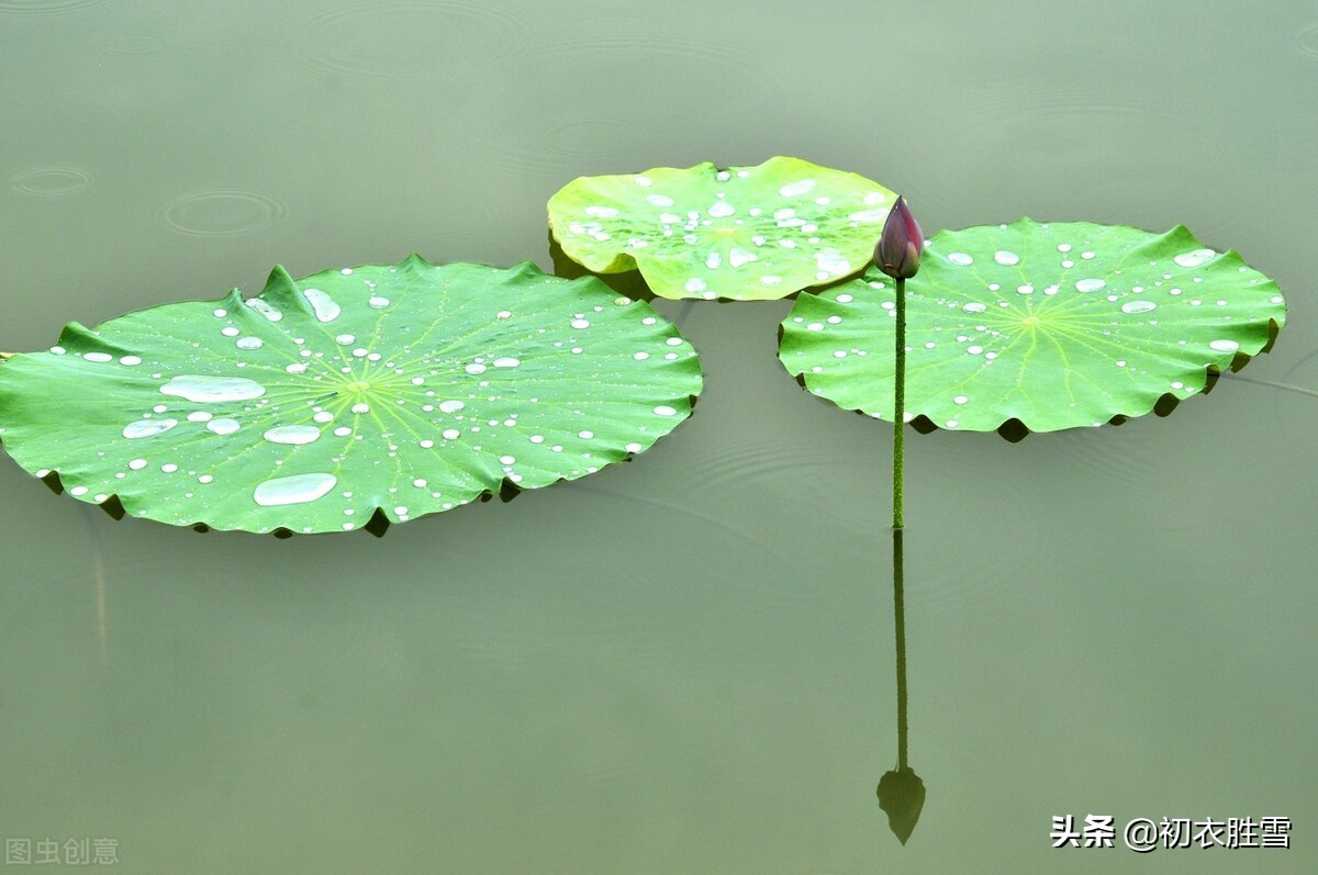 仲夏荷叶雨露七首：盈盈荷上露，满池荷叶捧真珠