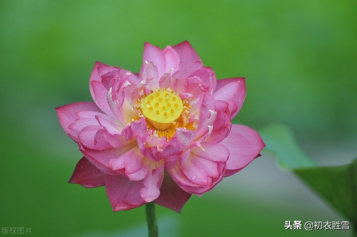 雷雨荷花两首，李商隐的忧郁惆怅，欧阳修的清丽动人，都是相思