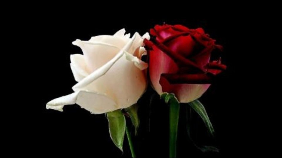 《红玫瑰与白玫瑰》：成熟的女人是好老师，振保最终自新做好人