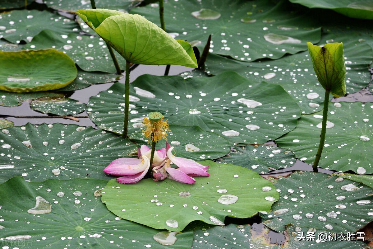 雷雨荷花两首，李商隐的忧郁惆怅，欧阳修的清丽动人，都是相思