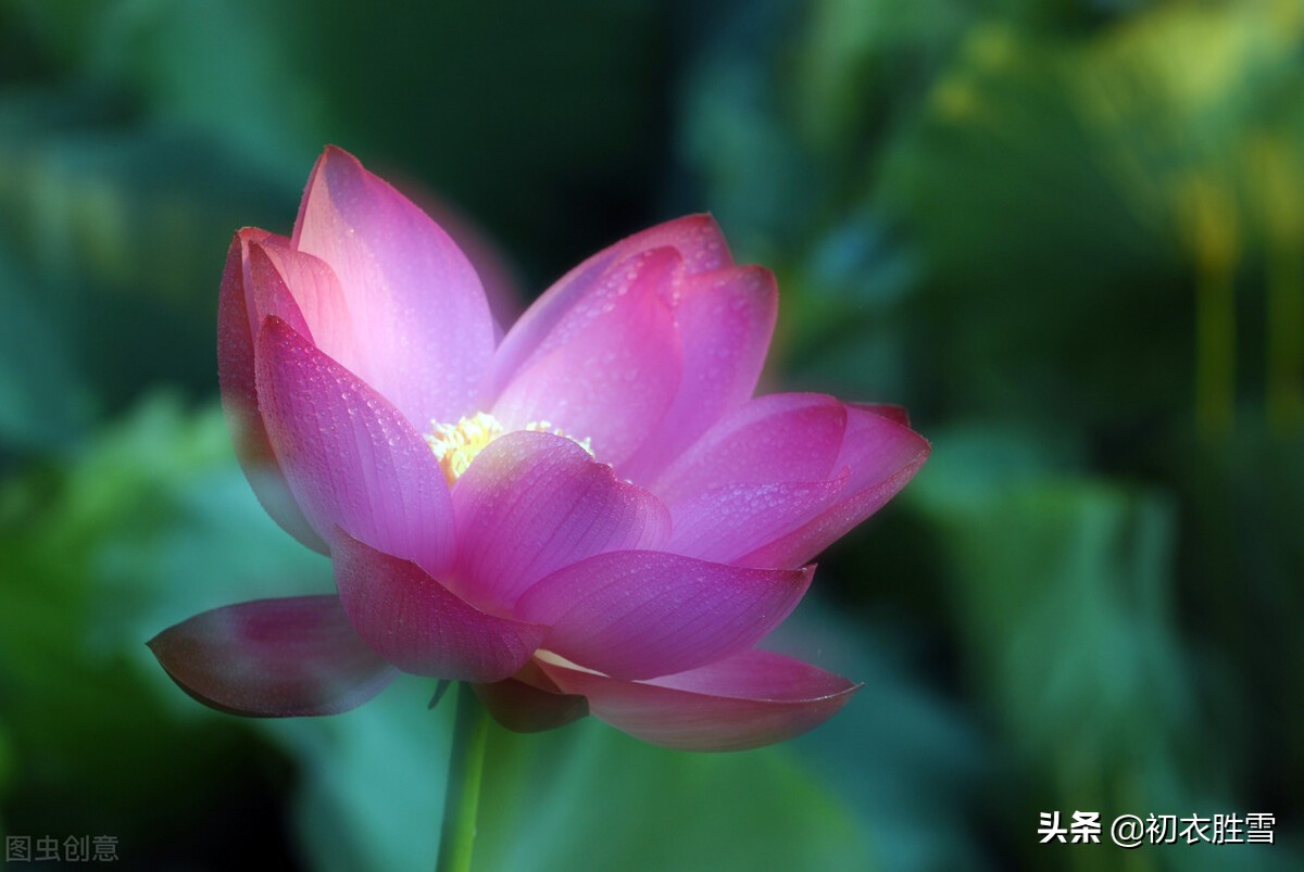 莲花古诗五首，莲子清如水，莲心彻底红，莲花中国古代的爱情之花