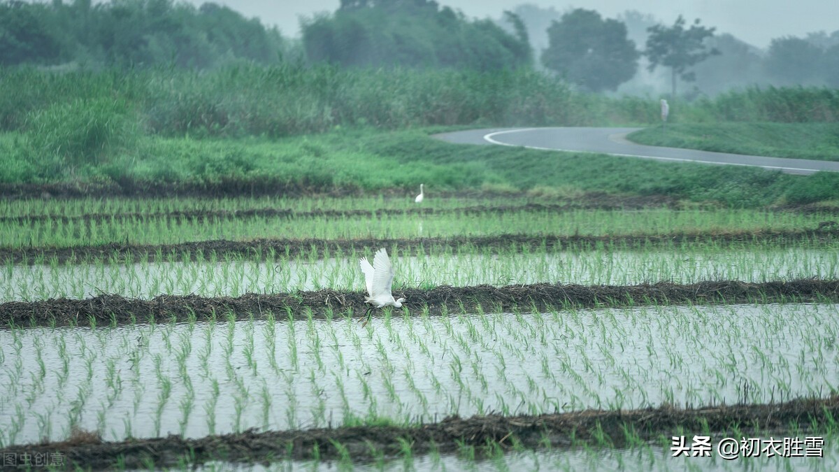 梅雨知时节，梅雨诗词五首赏读，黄梅雨细多闲闷，梅雨洒芳田