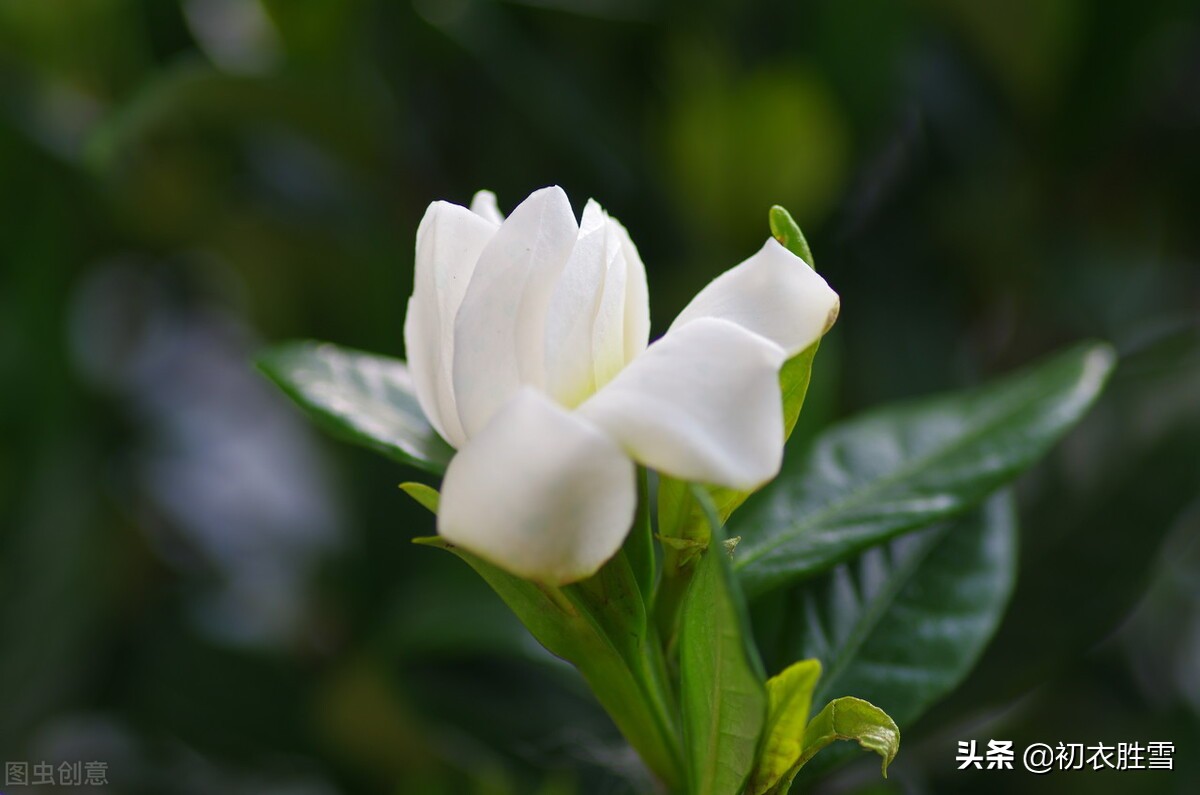 夏花栀子古诗六首，曾被误认为是外国传进来的栀子花，有何奇特？