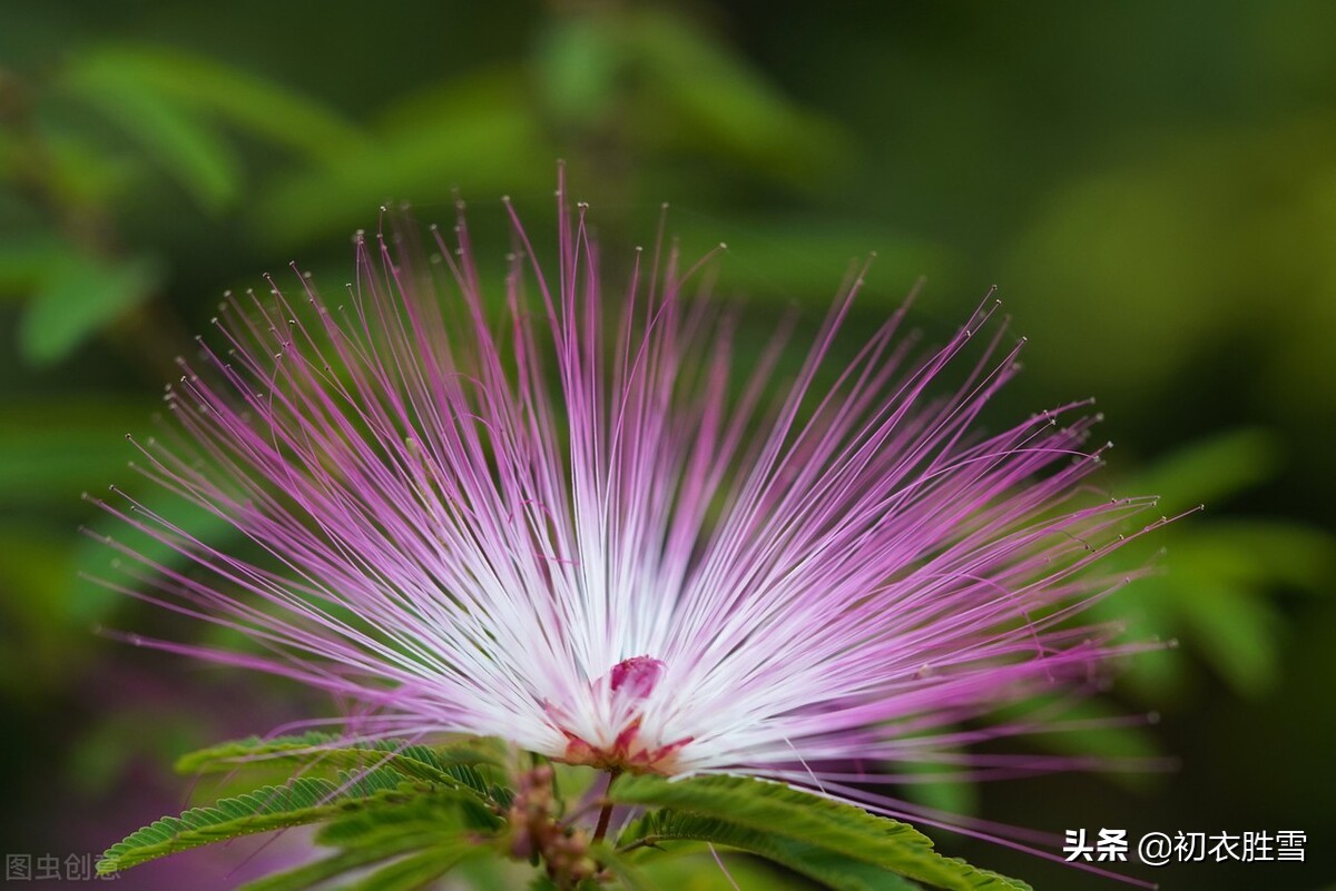 从古诗合欢花四首，解读父母爱情，一生一世一双人