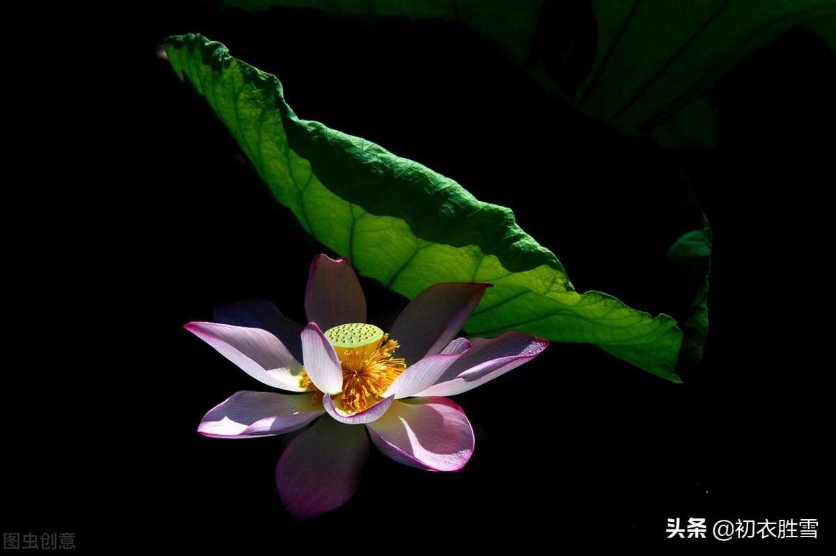 从李白的古风荷花，碧荷生幽泉，看李白成名前的身份