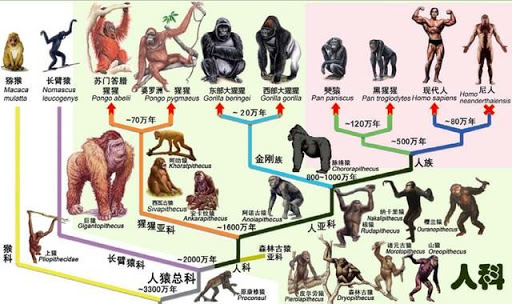 迄今为止没有任何一位科学家可以提供人类物种起源的确切证据