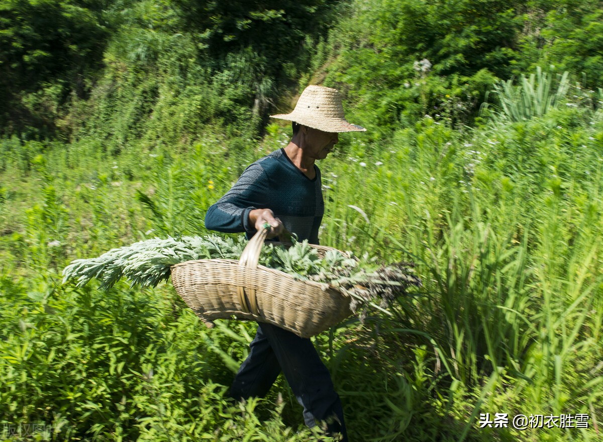 端午艾草诗词八首：我有青青好艾，门儿高挂艾人儿