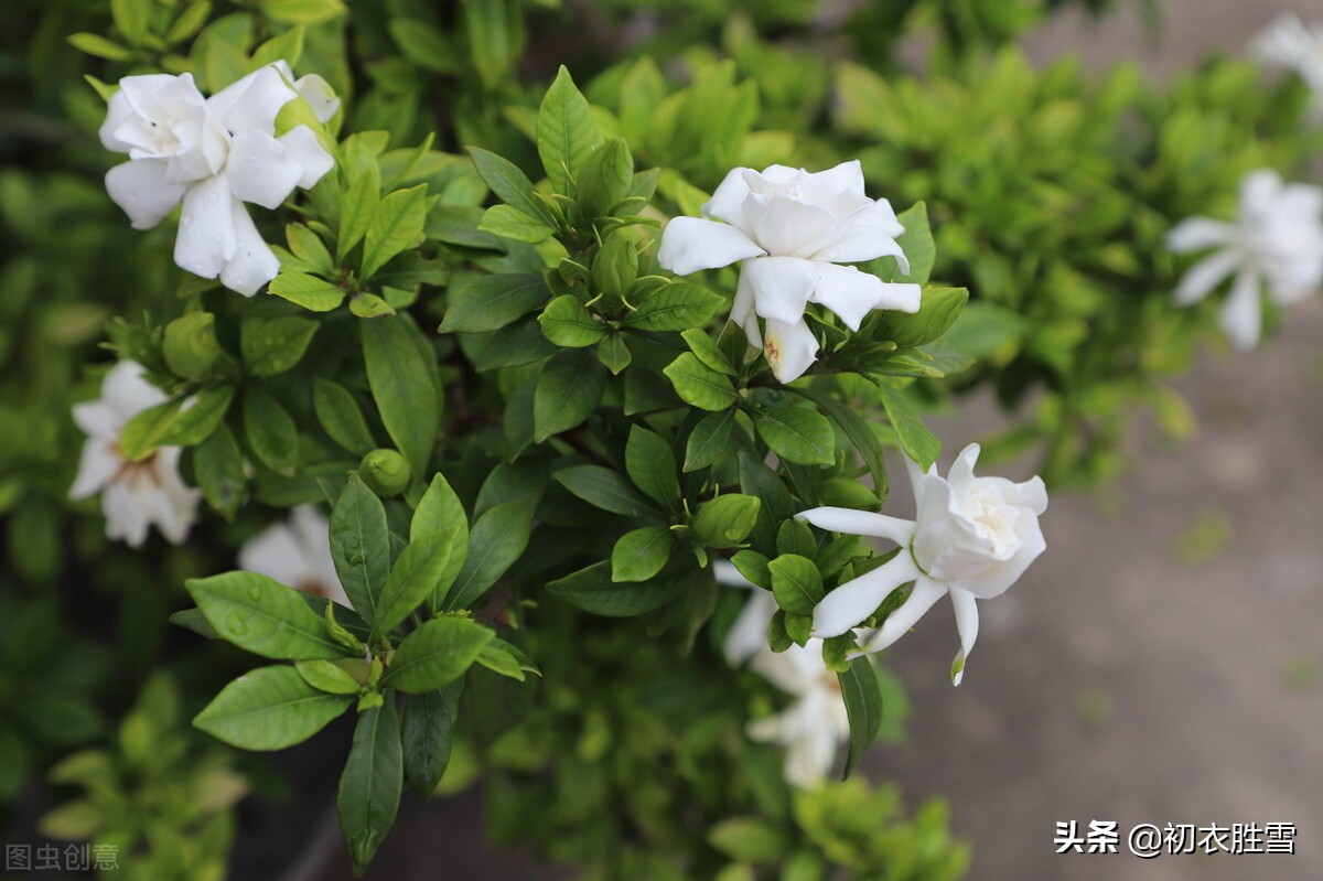 夏花栀子古诗六首，曾被误认为是外国传进来的栀子花，有何奇特？