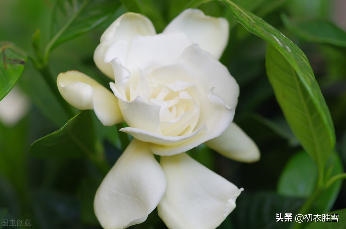 盛夏栀子花美诗六首，夏日香雪，黄梅已老未逢荷，栀子分明是雪花