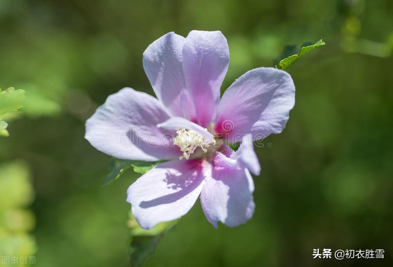 夏花木槿古诗七首欣赏，谁说槿花不见夕，它是一日一回新