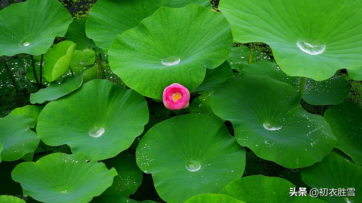 雨露荷花七首，杜甫写得清艳，李商隐写得忧伤，杨万里写得俏皮