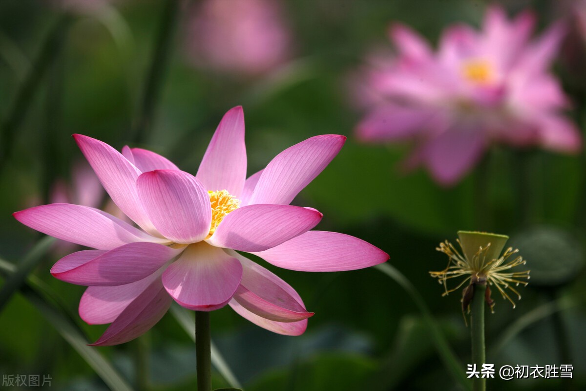 李商隐四时荷花赏读，荷叶生时春恨生，一夜芙蓉红泪多，首首深情