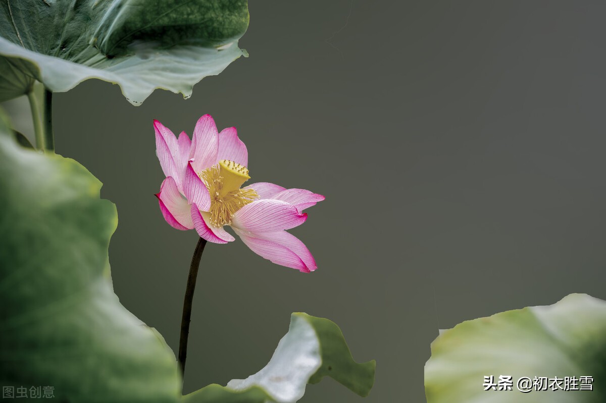 李商隐四时荷花赏读，荷叶生时春恨生，一夜芙蓉红泪多，首首深情