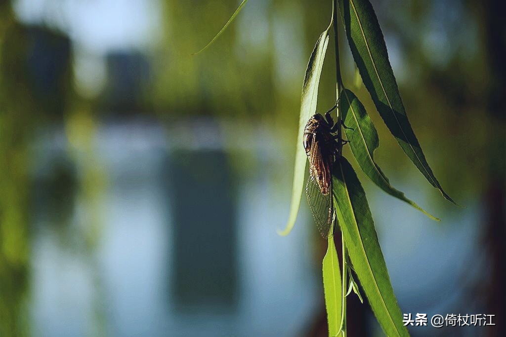 蝉鸣一夏，无问西东