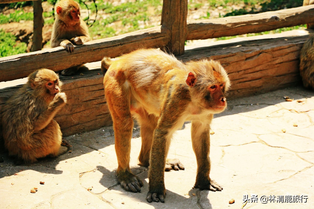 郑州周边3个避暑胜地：山清水秀晒不着，清爽宜人空气好