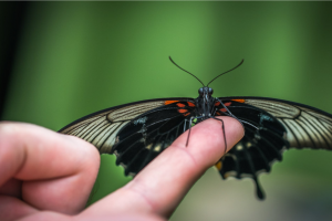 散文丨干亚群：蝴蝶的手指