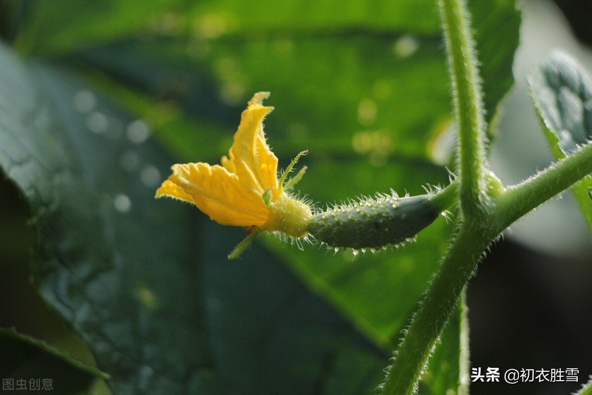 六首古诗中的盛夏梅雨：霏微梅雨暗林塘，翠蔓黄花偏眼明