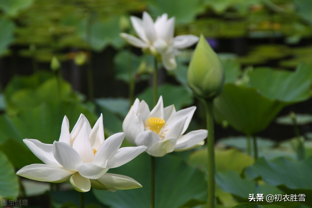 诗词里的荷塘月色8首：开花叶正圆，雾露隐芙蓉，明月小银塘