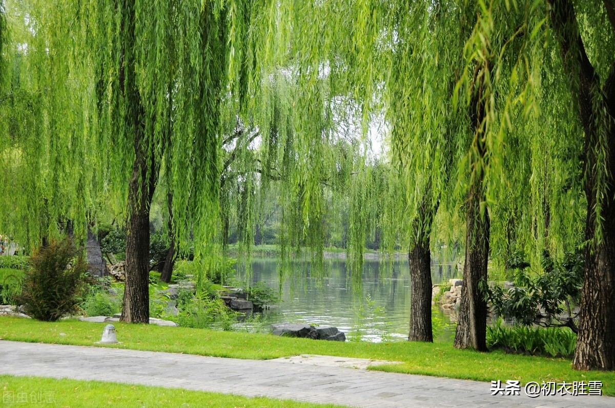 夏柳诗词七首，柳叶翻风罗带绿，柳丝和叶卧清流