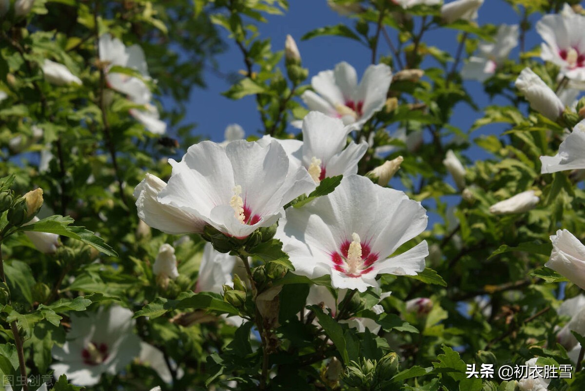 盛夏幽花木槿七首：英英木槿花，淡然超群芳