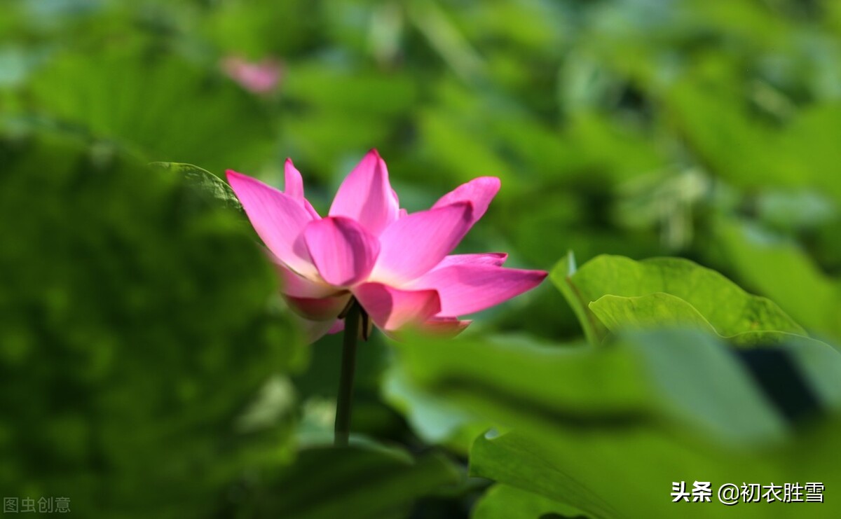 赏读杨万里荷花诗六首，露为风味月为香，落花行遍水中天