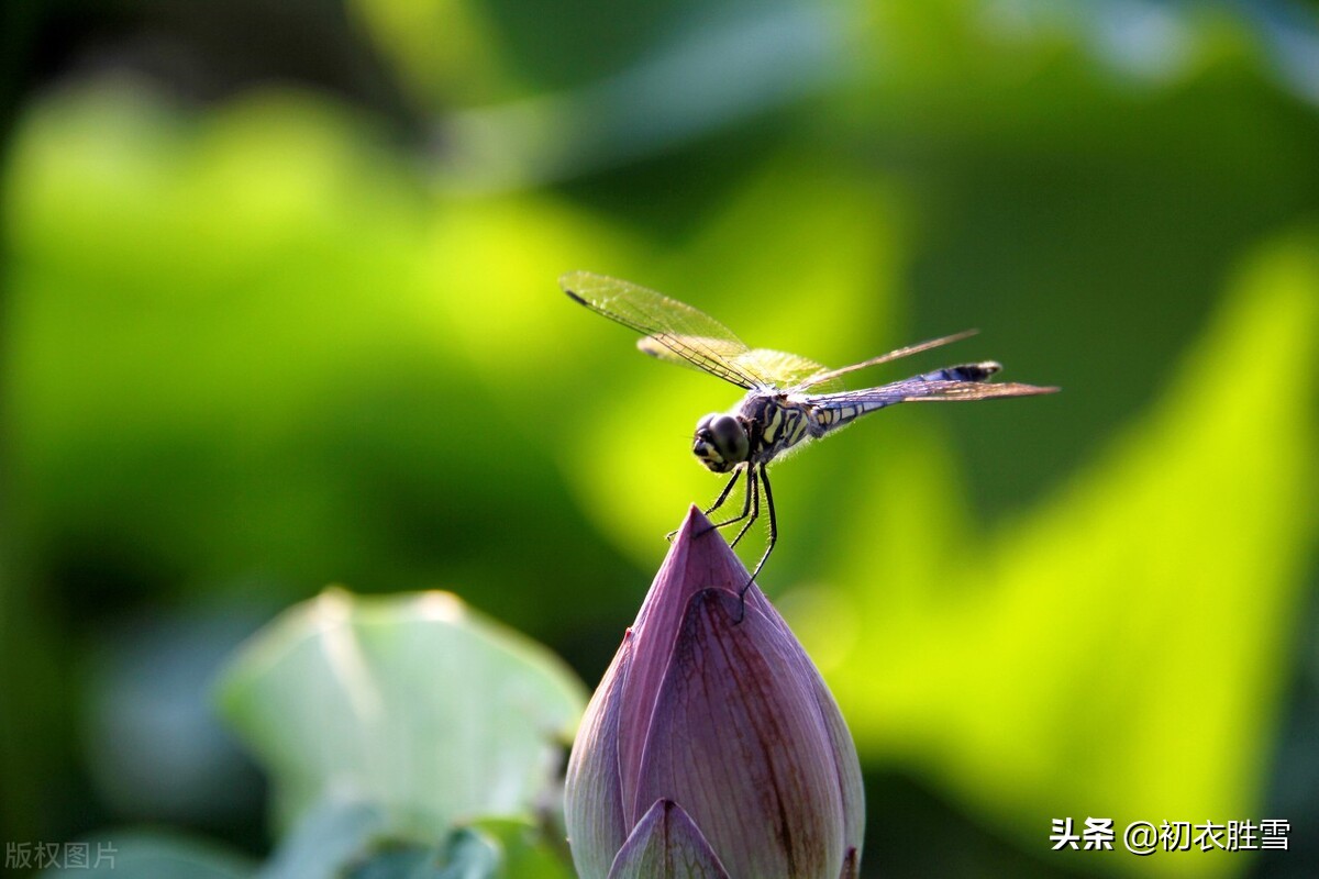 赏读杨万里荷花诗六首，露为风味月为香，落花行遍水中天