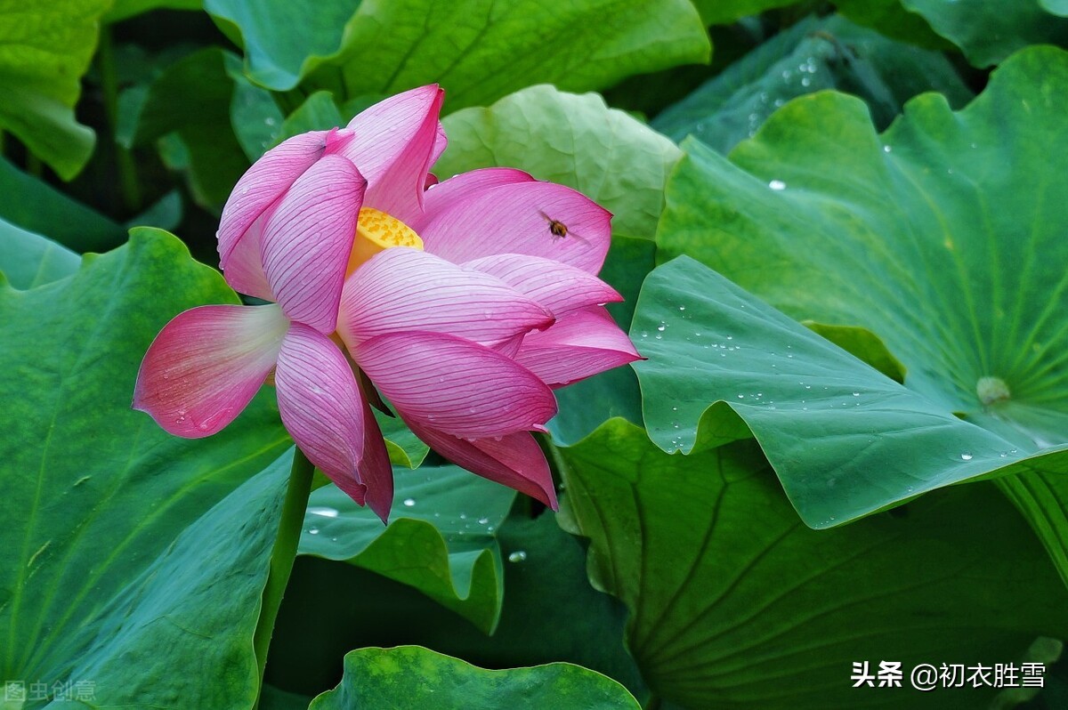 雨露荷花七首，杜甫写得清艳，李商隐写得忧伤，杨万里写得俏皮