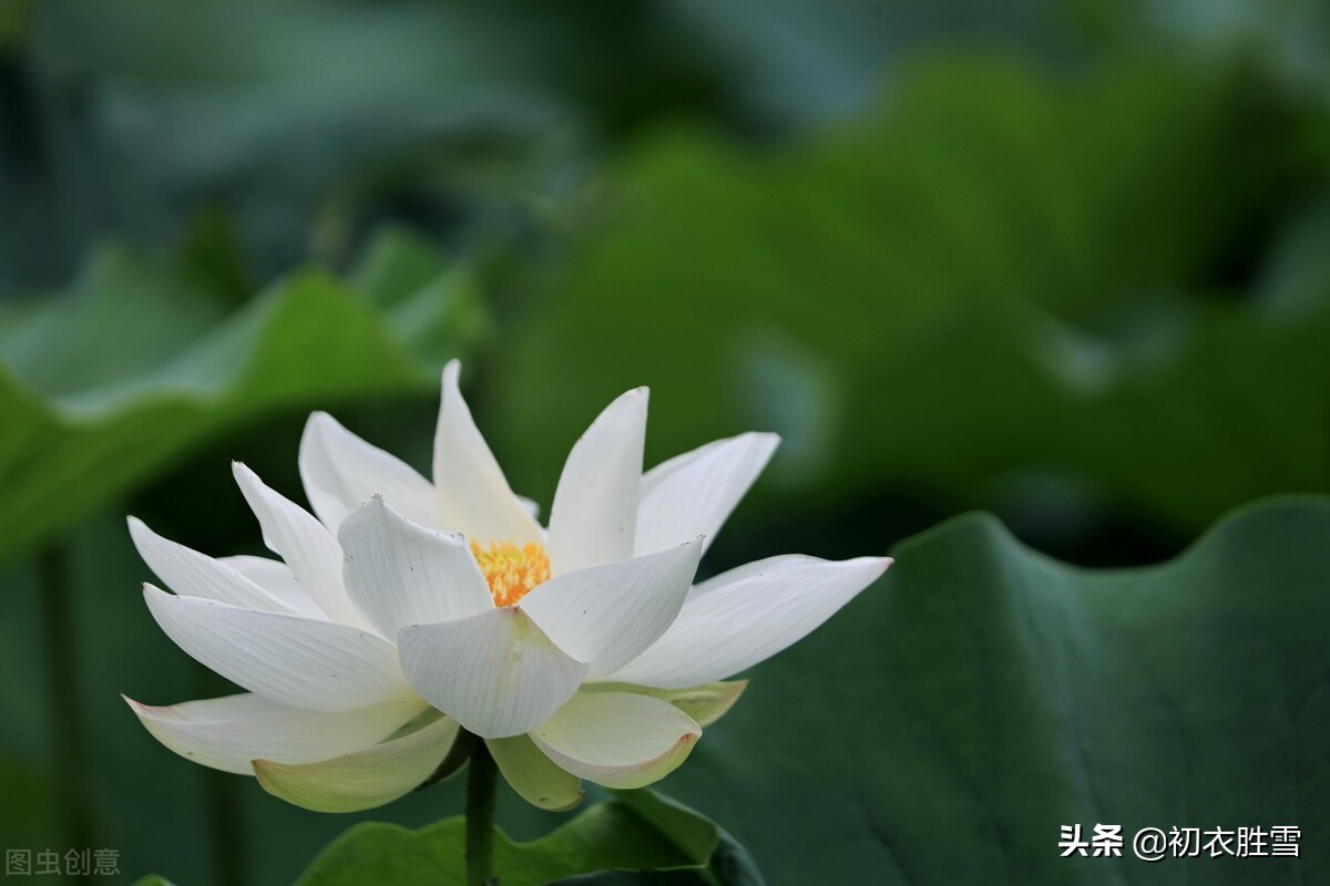 白居易白莲花六首：先问江南物在耶，回头点检白莲花