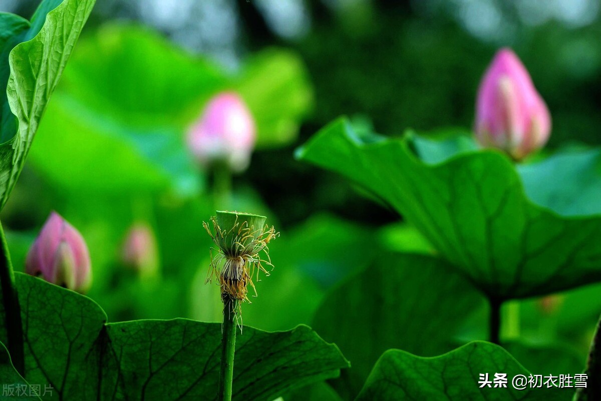 赏读杨万里荷花诗六首，露为风味月为香，落花行遍水中天