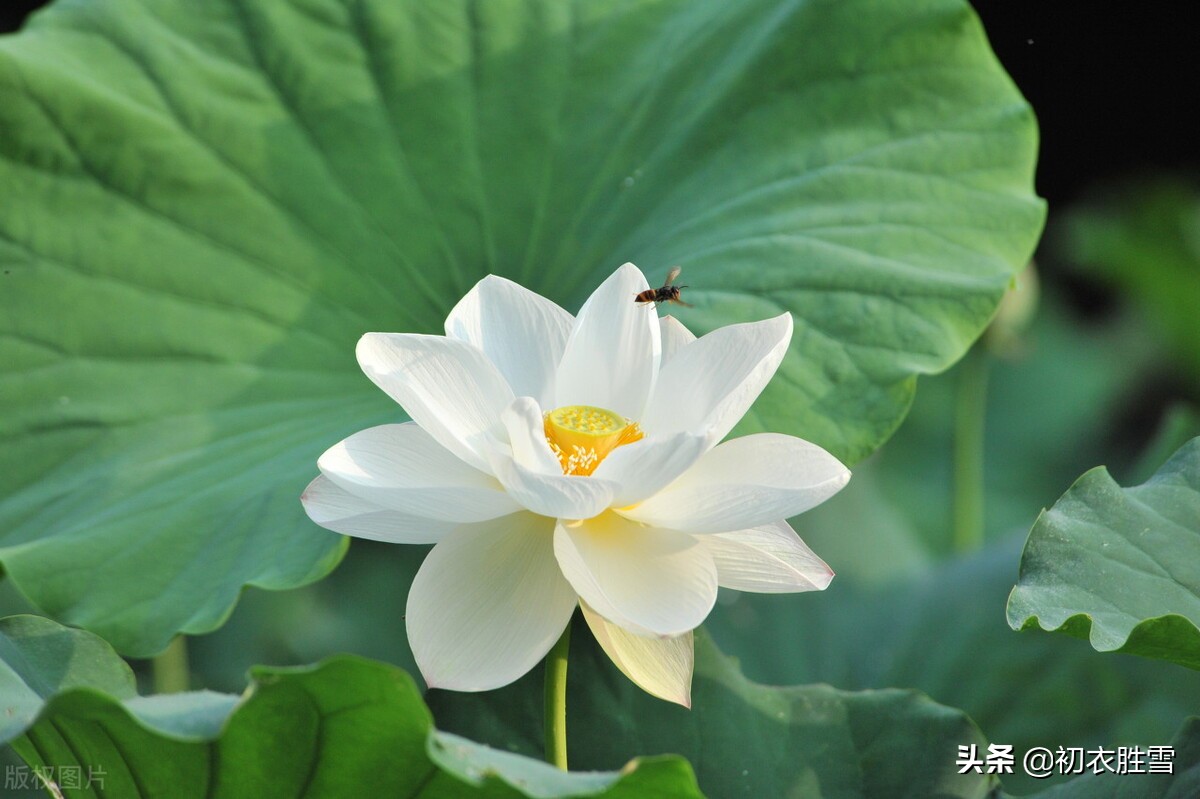 白居易白莲花六首：先问江南物在耶，回头点检白莲花