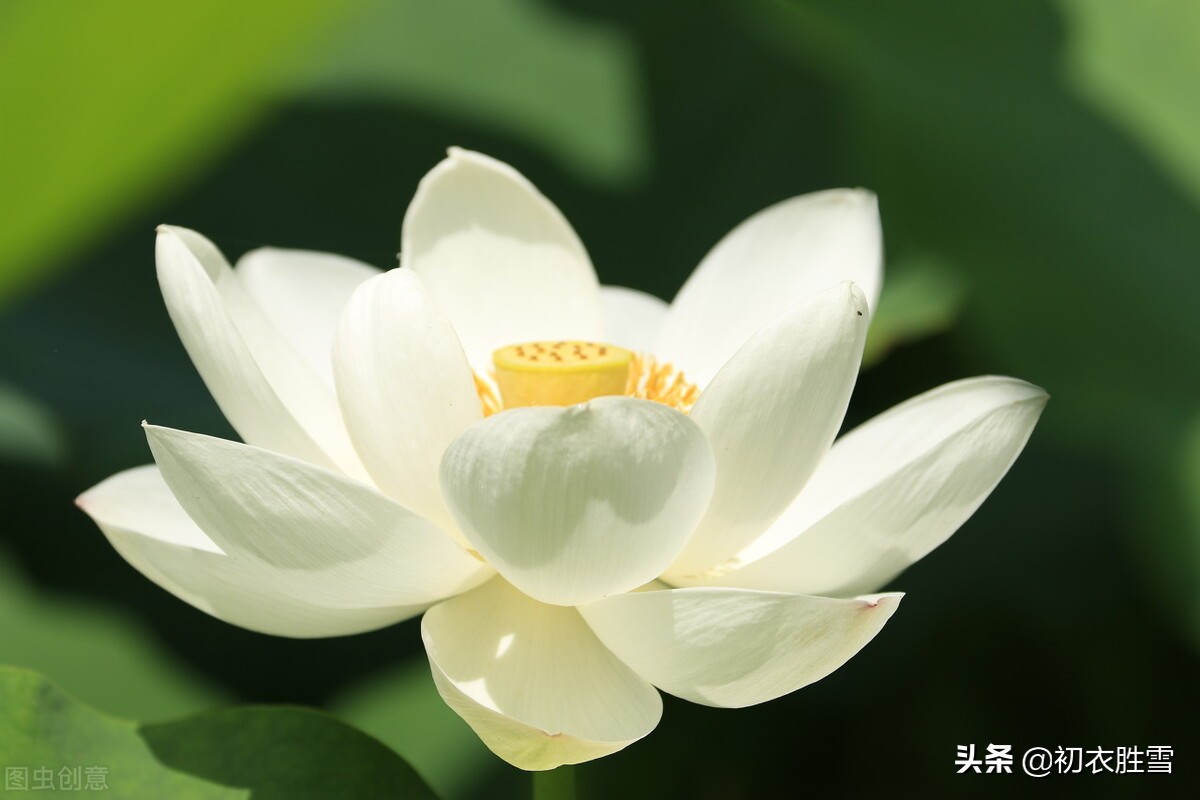 白居易白莲花六首：先问江南物在耶，回头点检白莲花