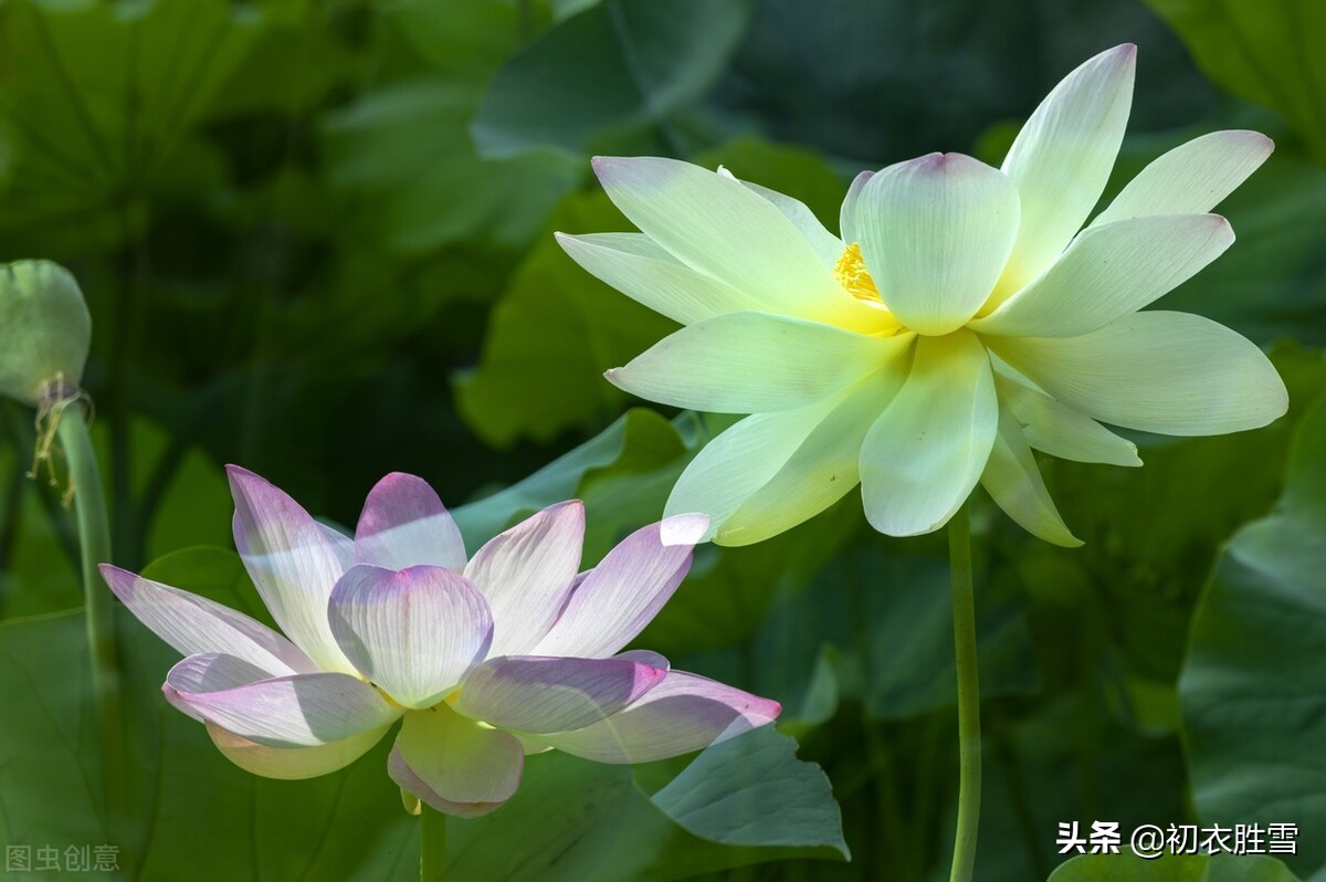 白荷花古诗六首：白白芙蓉花，捧出碧波心