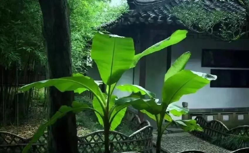 盛夏深处，等风至，自渡清凉